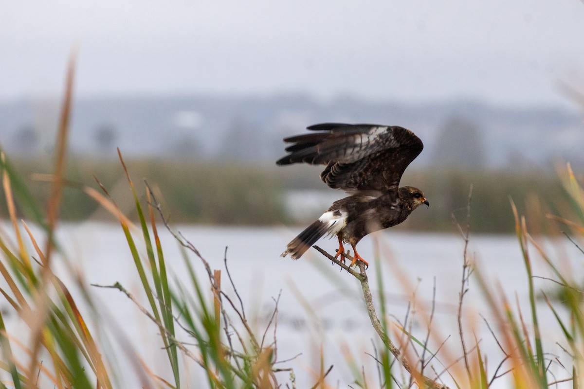 Snail Kite - ML646533685