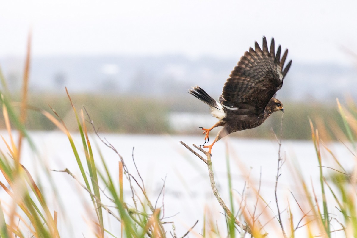 Snail Kite - ML646533686