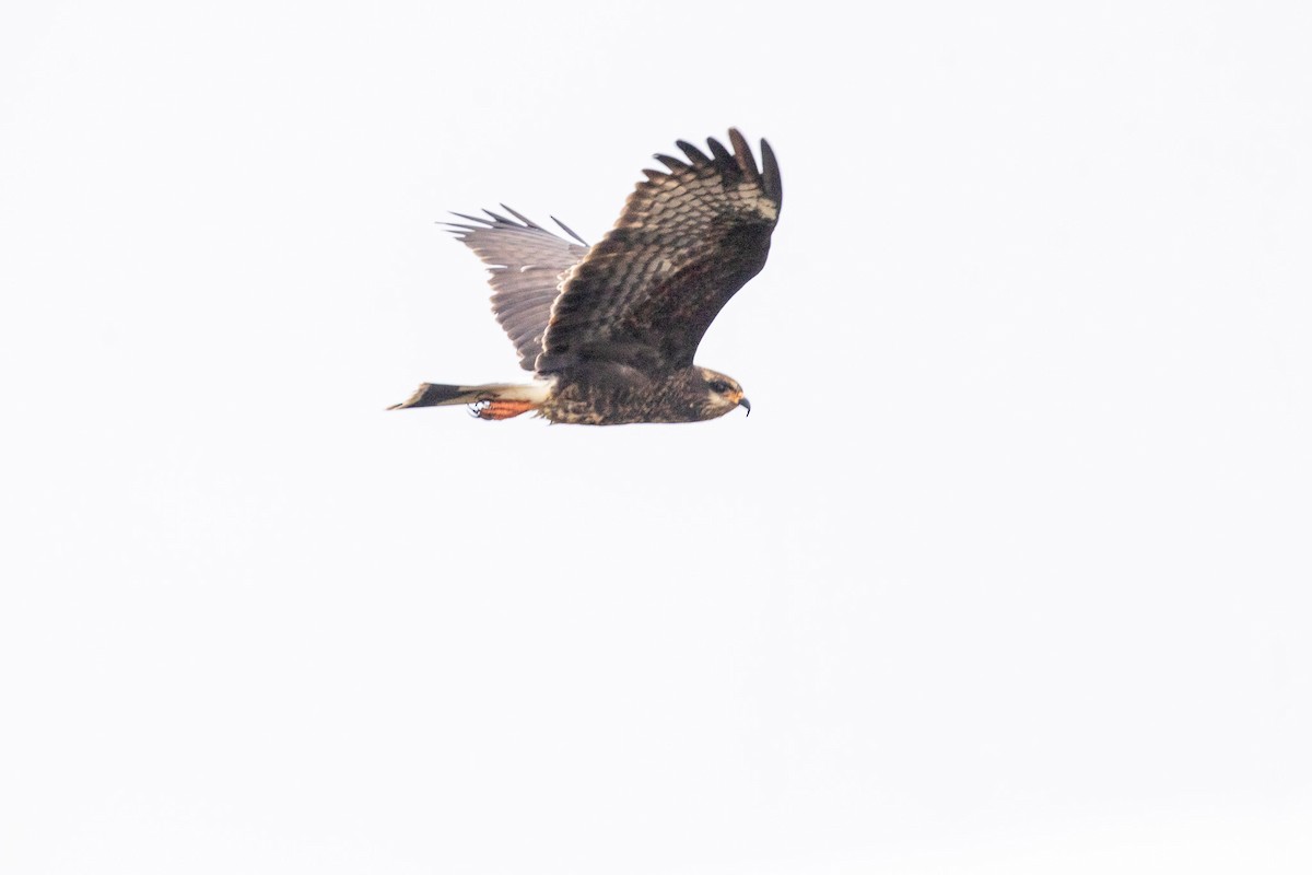 Snail Kite - ML646533687