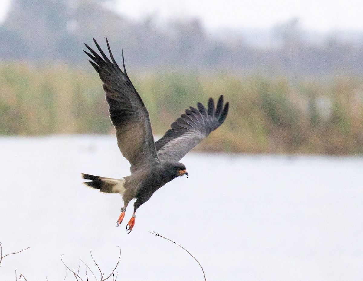 Snail Kite - ML646533689