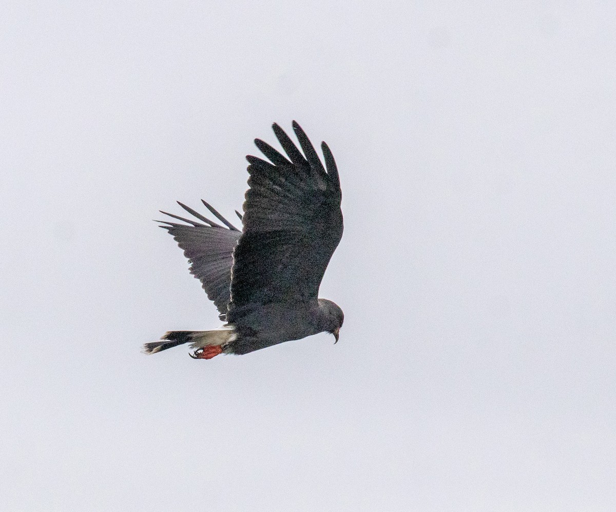 Snail Kite - ML646533690