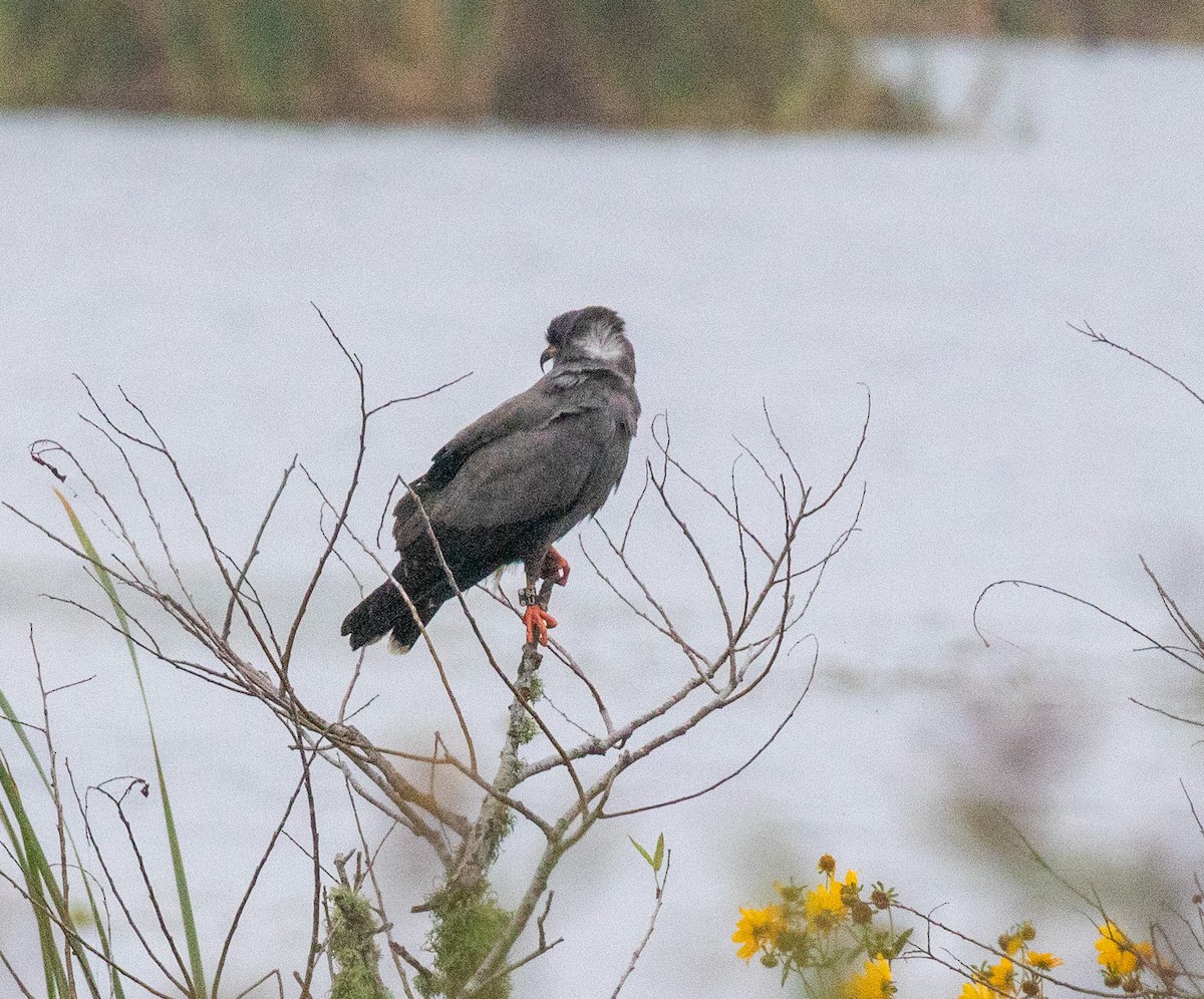 Snail Kite - ML646533691