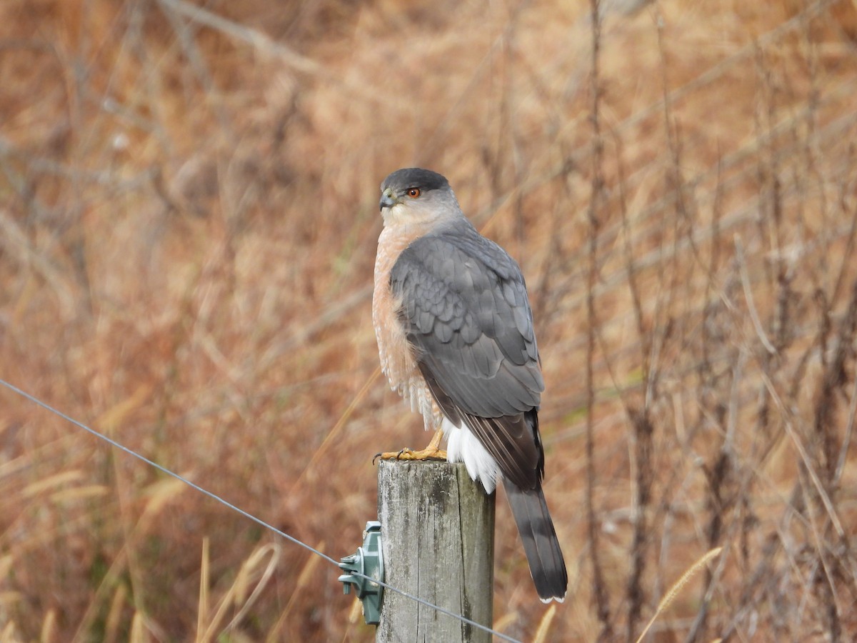 Cooper's Hawk - ML646533694