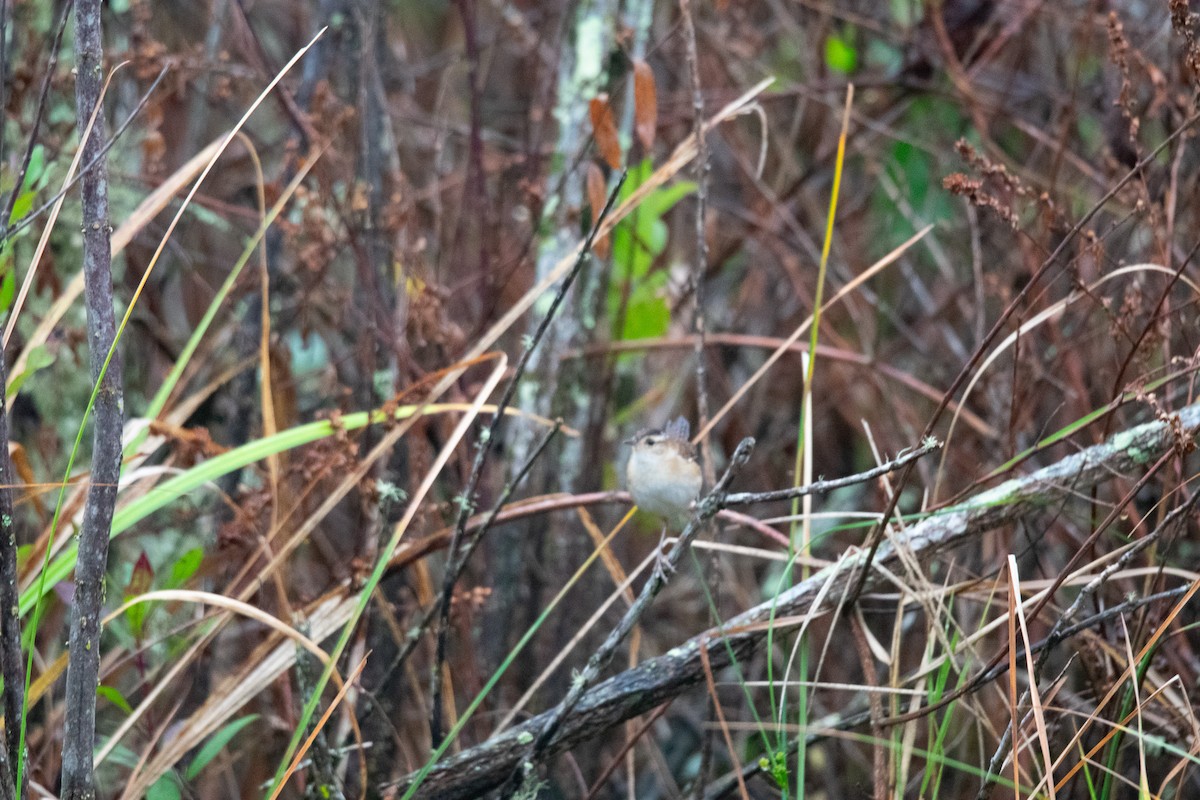 Marsh Wren - ML646533700