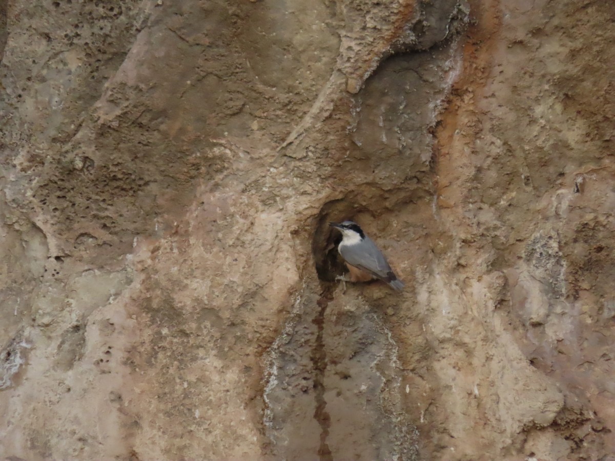 Eastern Rock Nuthatch - ML646533704