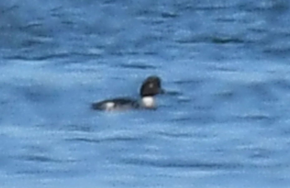 Common/Barrow's Goldeneye - ML646533705