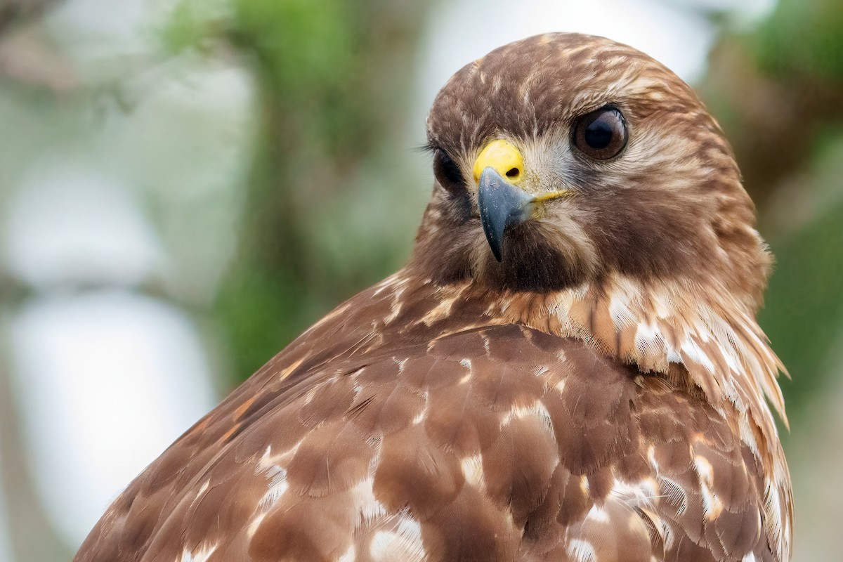 Rotschulterbussard - ML646533706