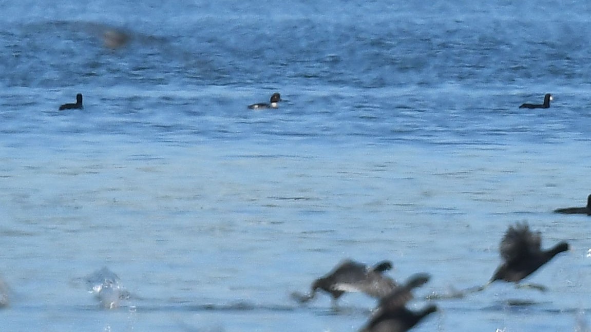 Common/Barrow's Goldeneye - ML646533707