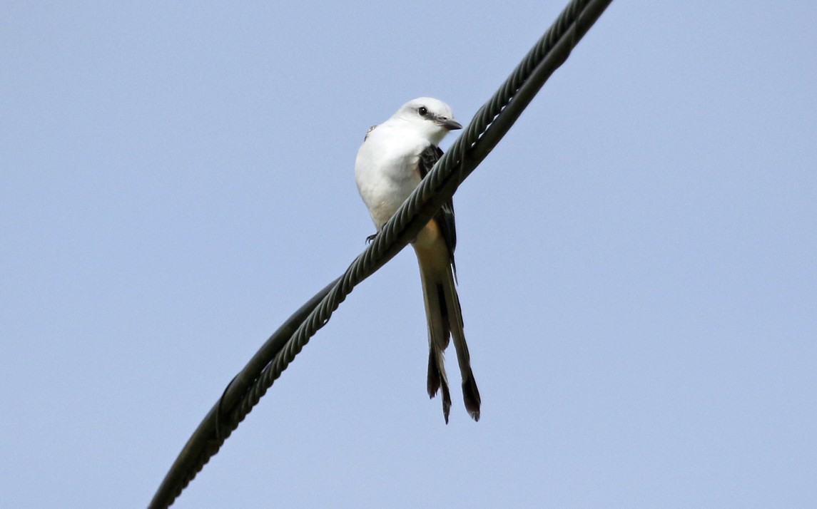 Scissor-tailed Flycatcher - ML646533709