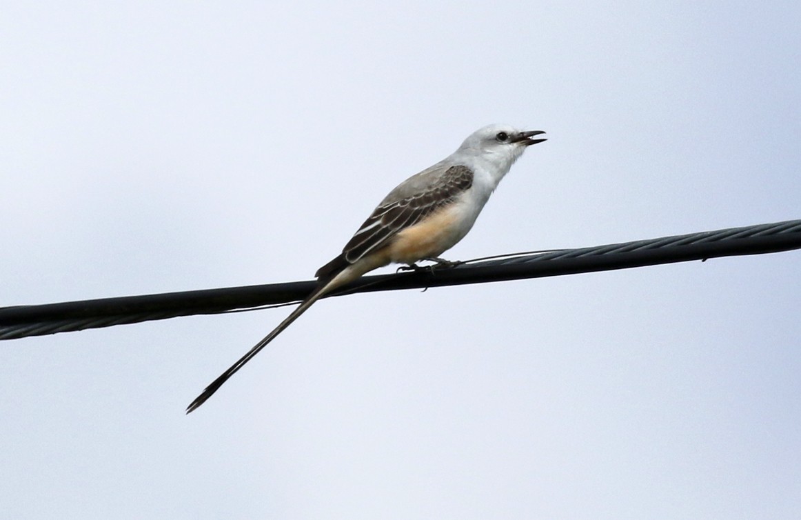 Scissor-tailed Flycatcher - ML646533710