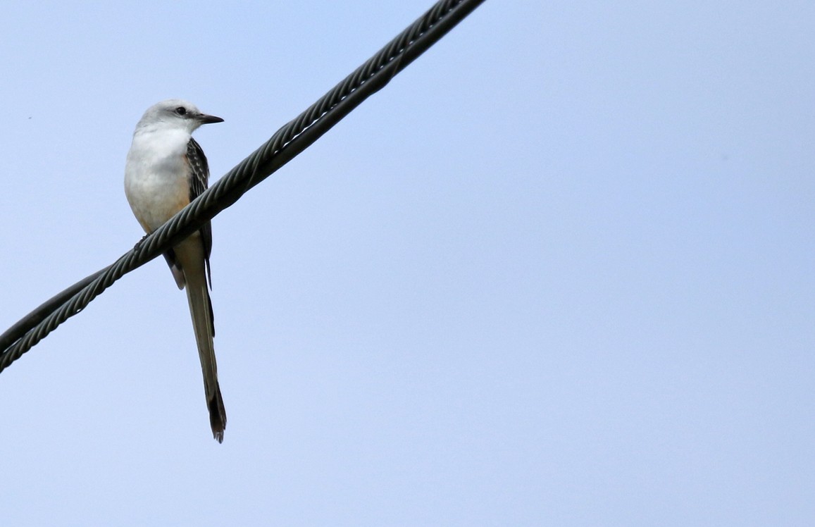Scissor-tailed Flycatcher - ML646533711
