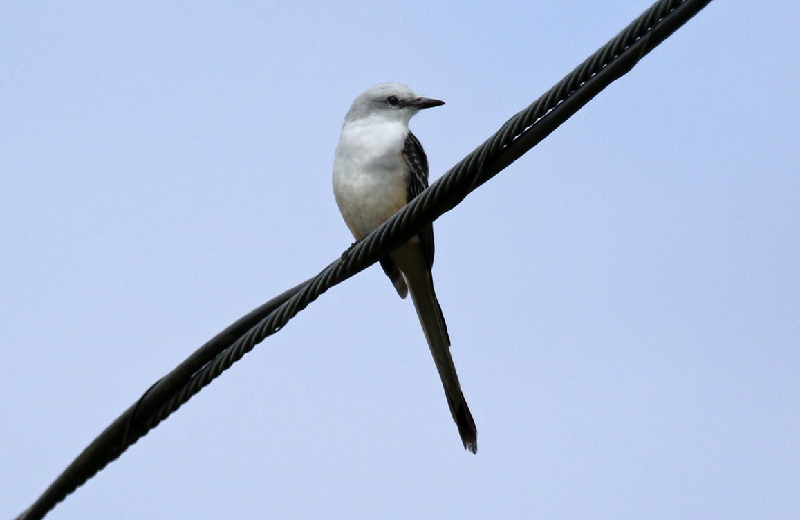 Scissor-tailed Flycatcher - ML646533712