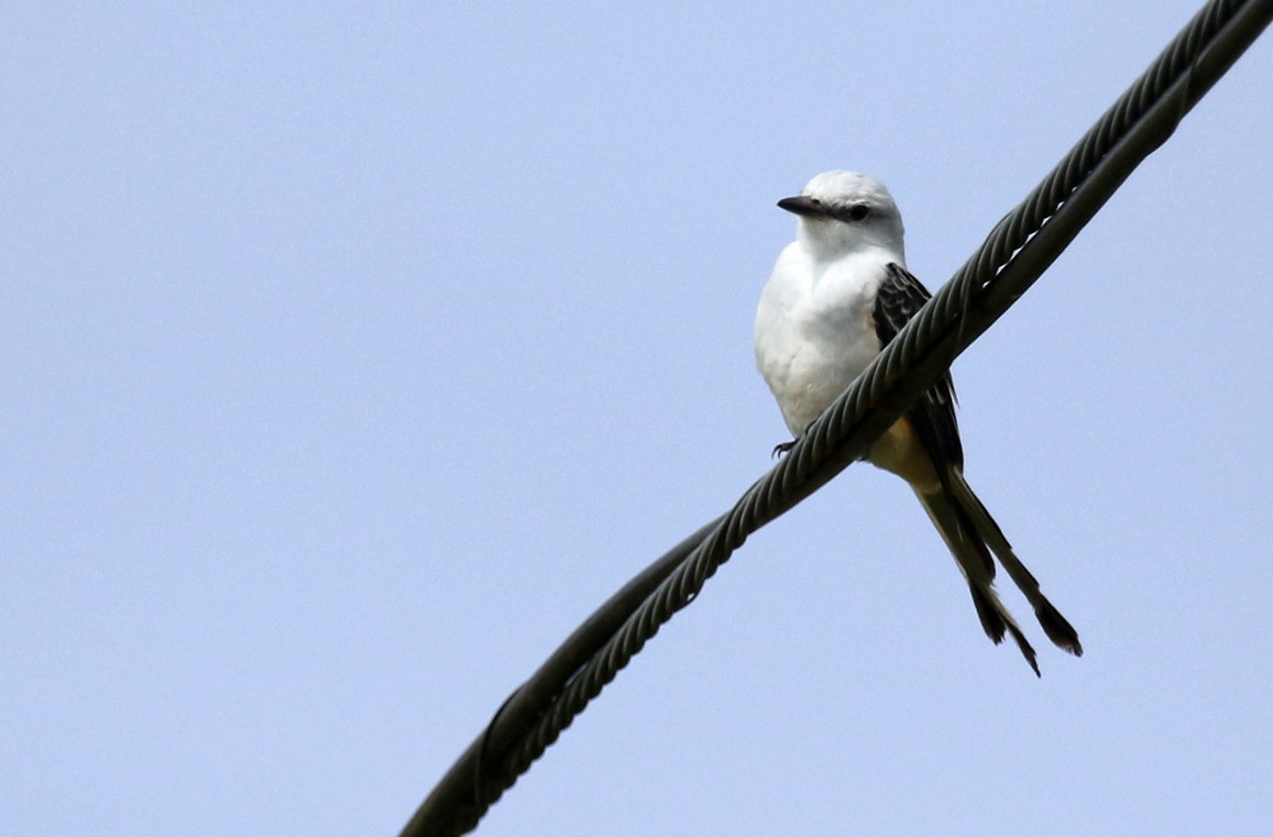 Scissor-tailed Flycatcher - ML646533713