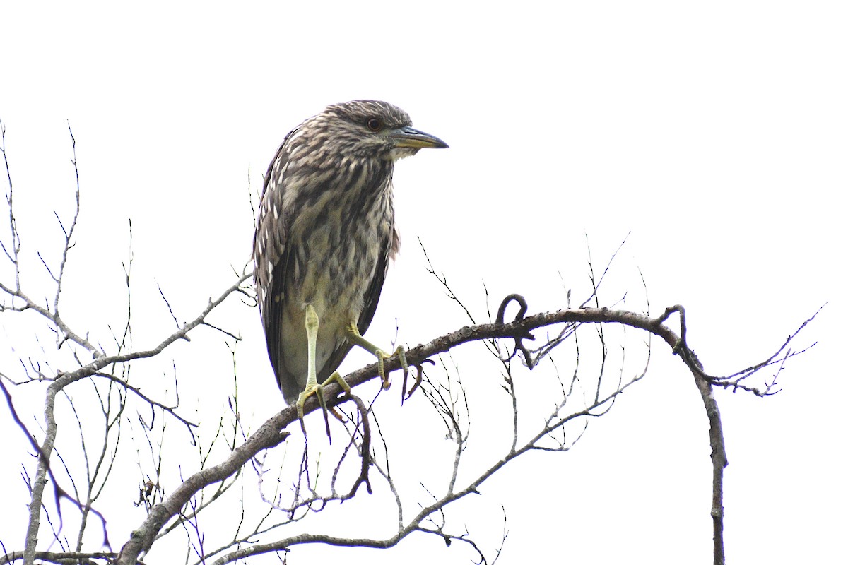 kvakoš noční - ML646533714