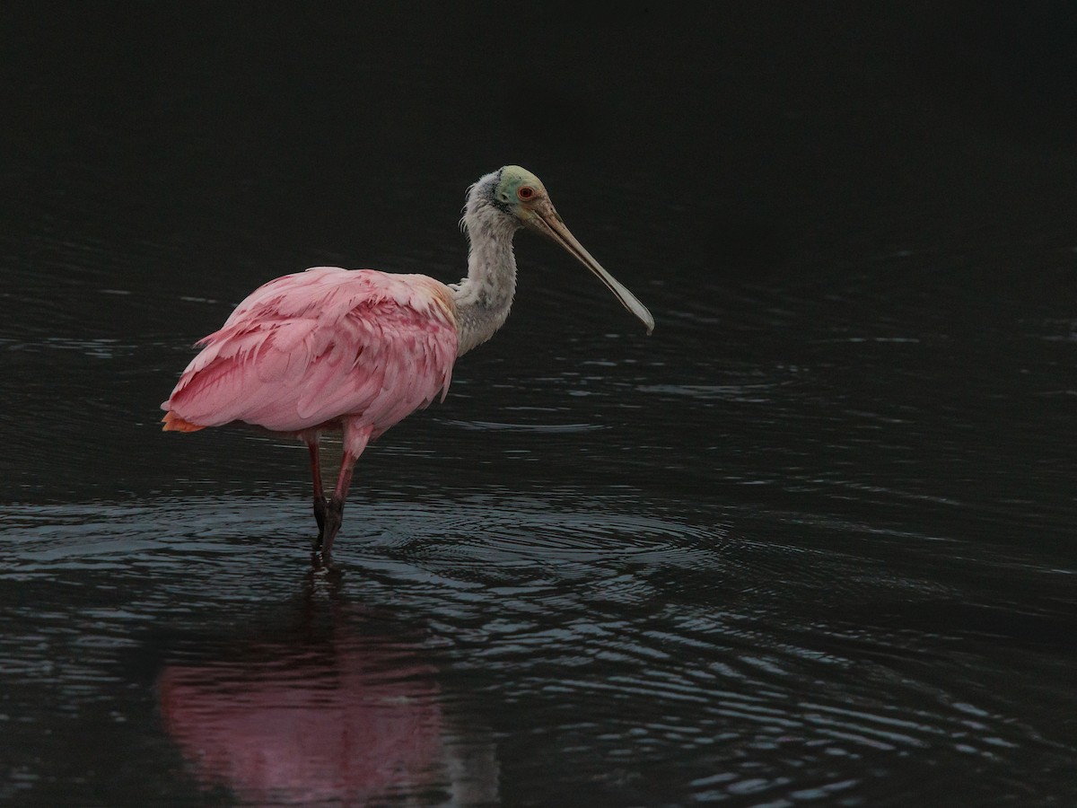 Espátula Rosada - ML646533715