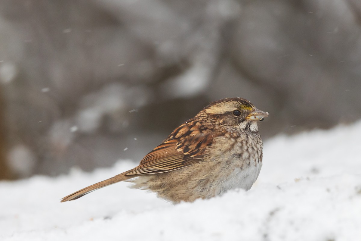 White-throated Sparrow - ML646533716