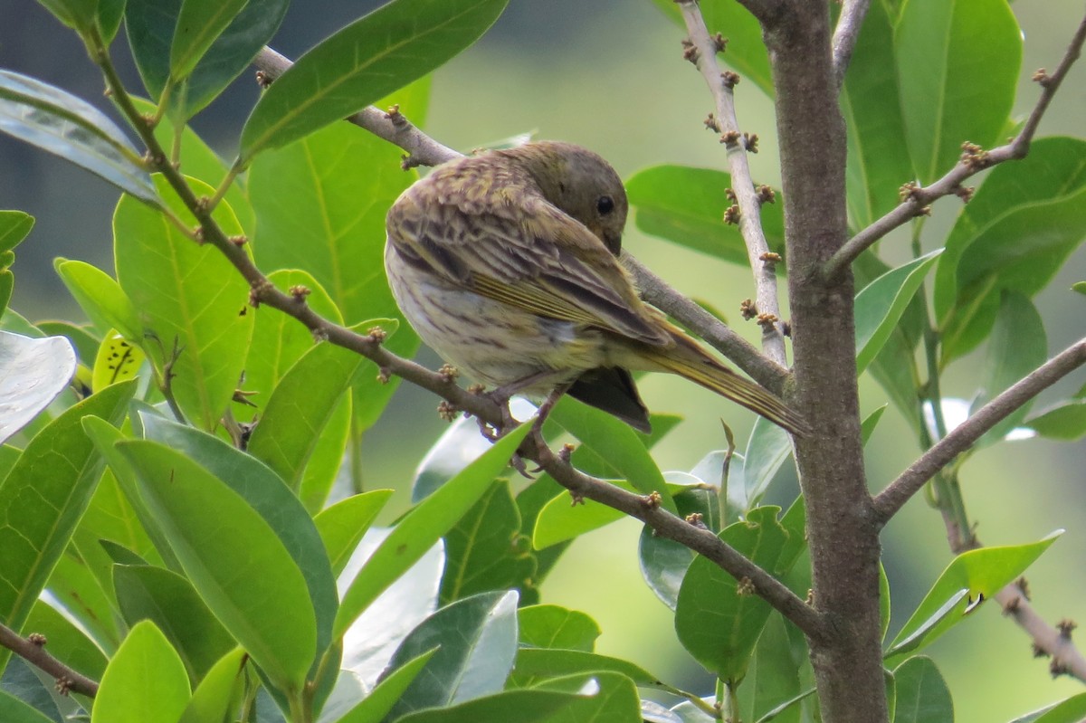 Шафрановый зерноед - ML646533717