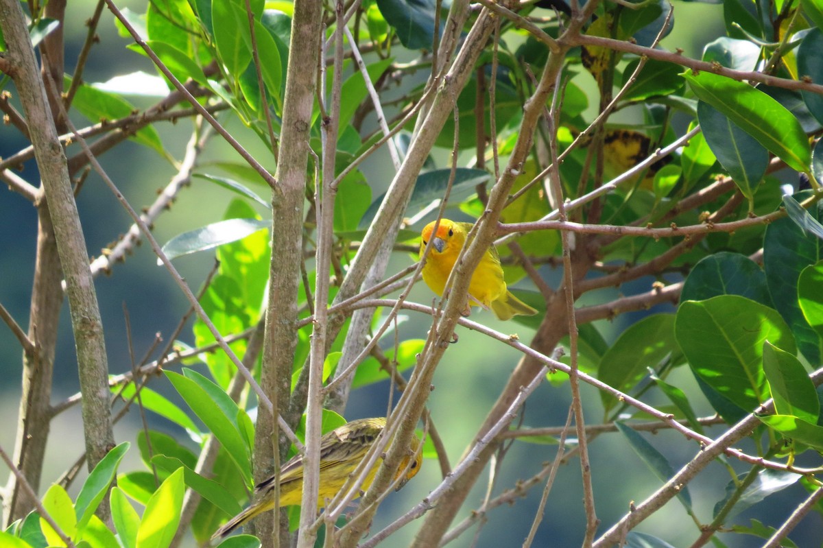 Шафрановый зерноед - ML646533718