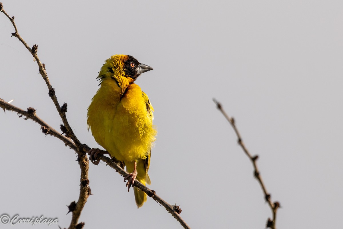 Köy Dokumacısı - ML646533722