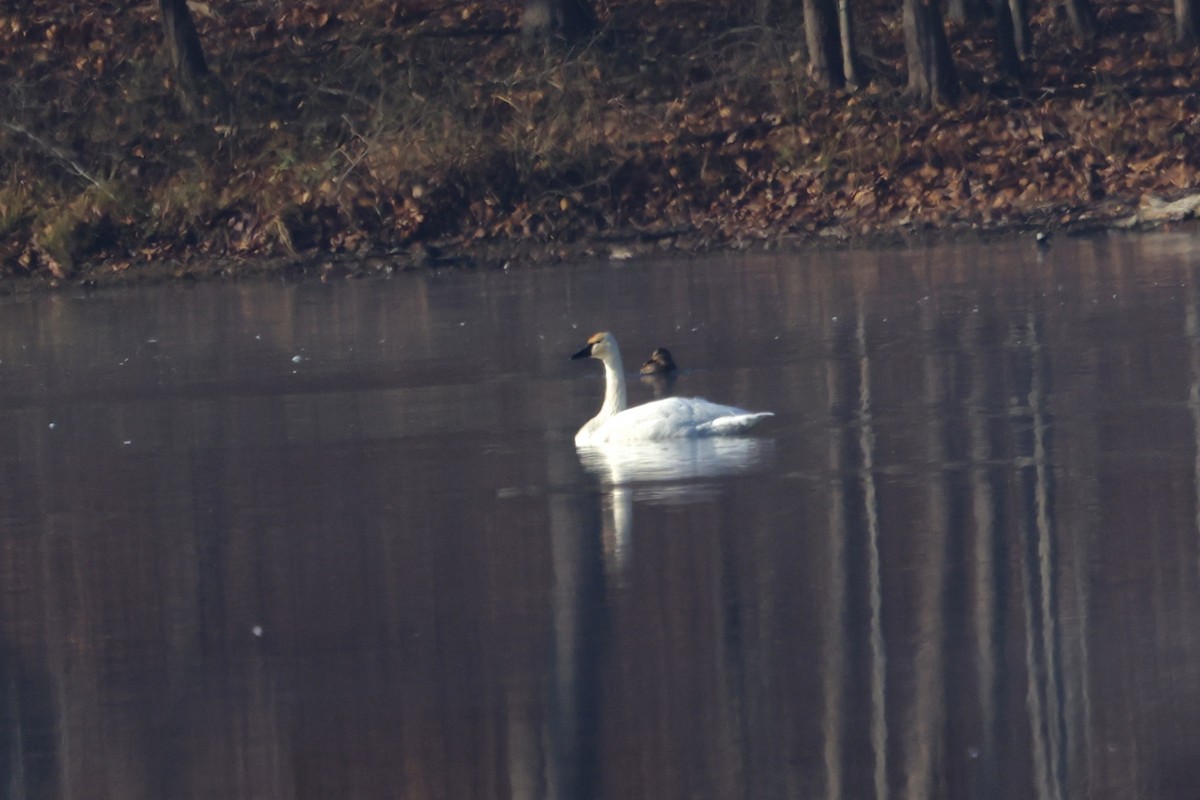 Tundra Swan - ML646533723