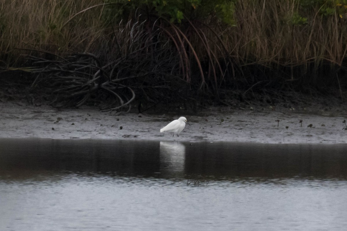 לבנית אמריקנית - ML646533726