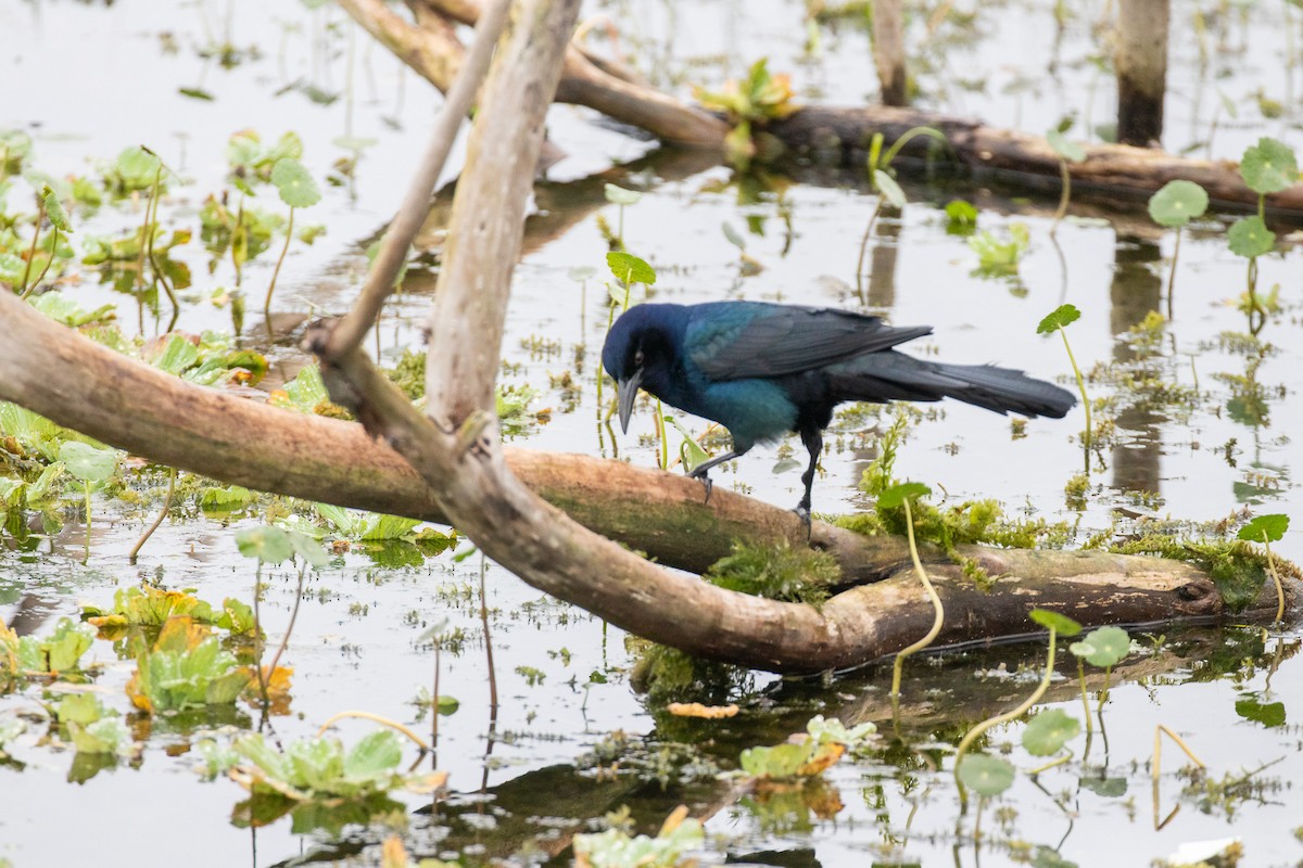 Boat-tailed Grackle - ML646533728
