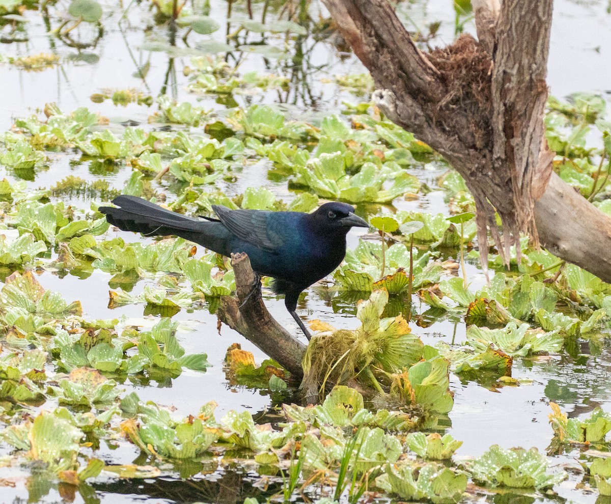 Boat-tailed Grackle - ML646533729