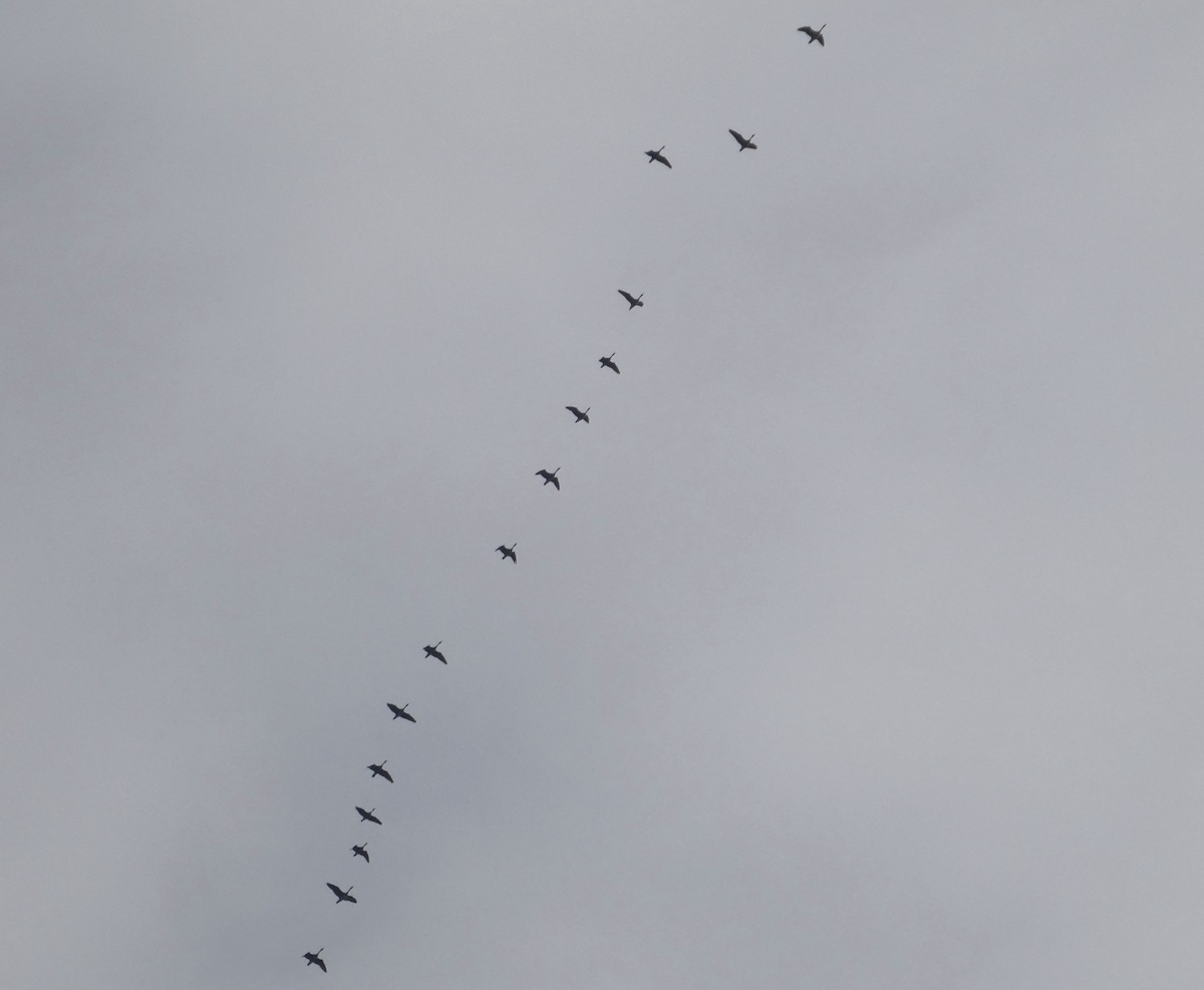 Canada Goose - ML646533736