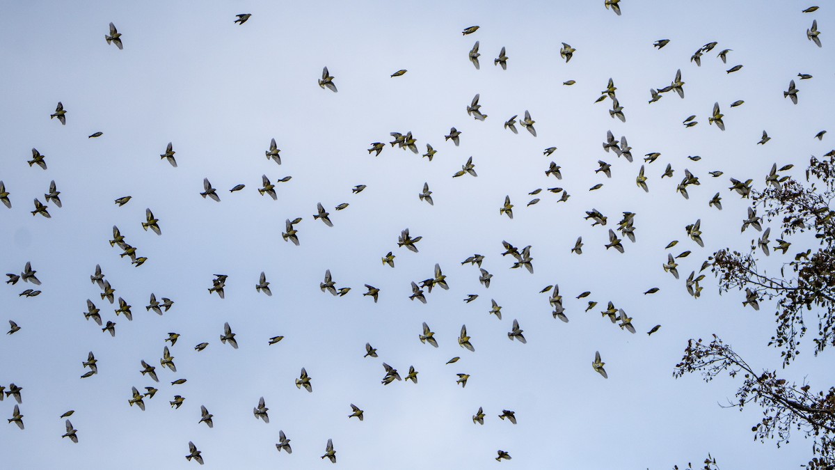 Eurasian Siskin - ML646533741