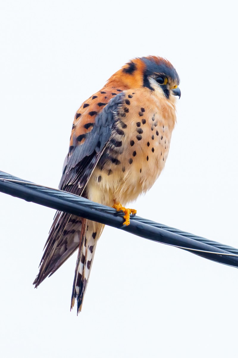 Buntfalke - ML646533742