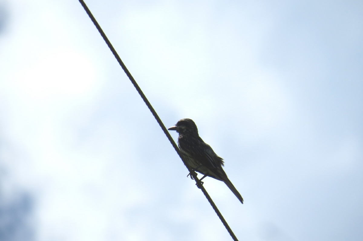 Пёстрый бентеви - ML646533745