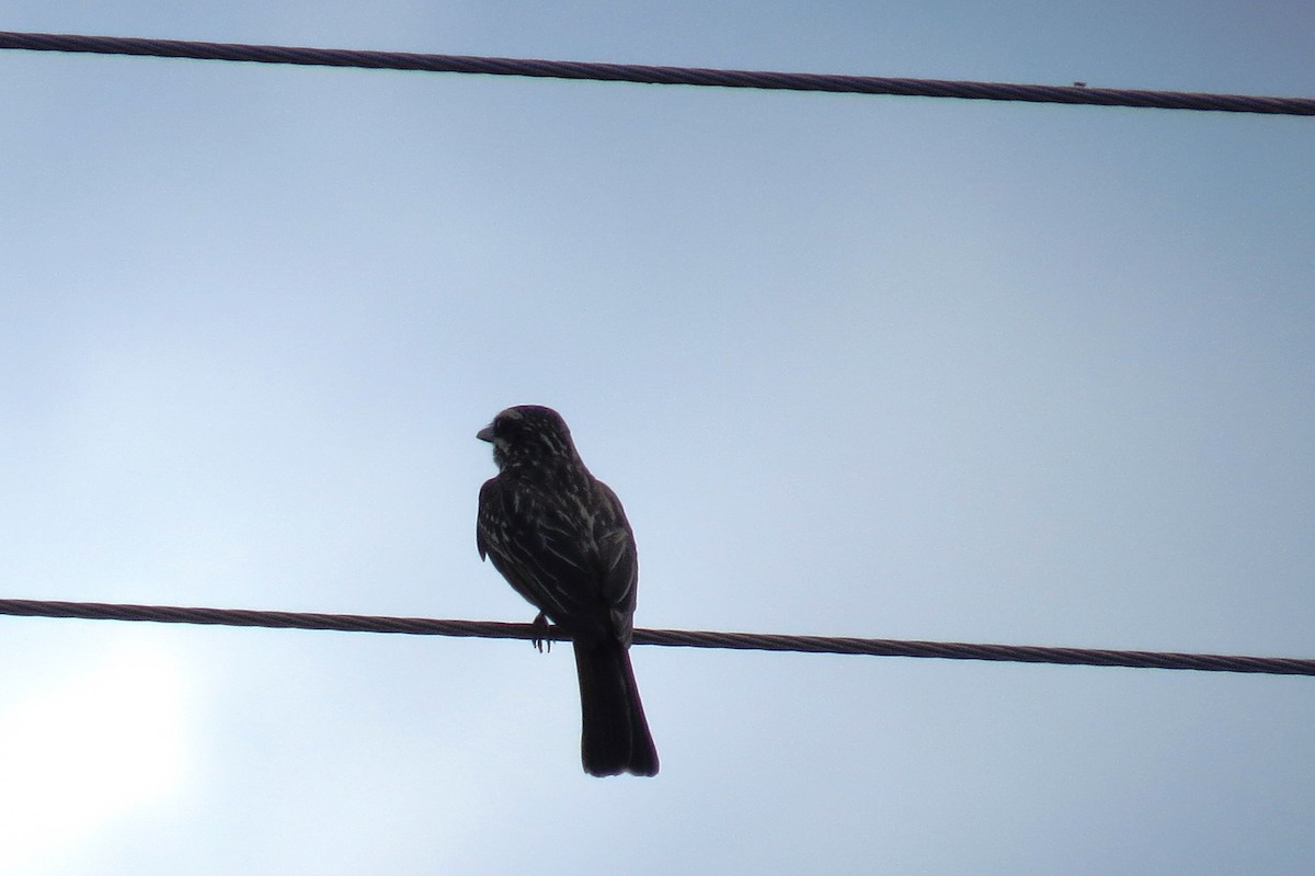 Пёстрый бентеви - ML646533746