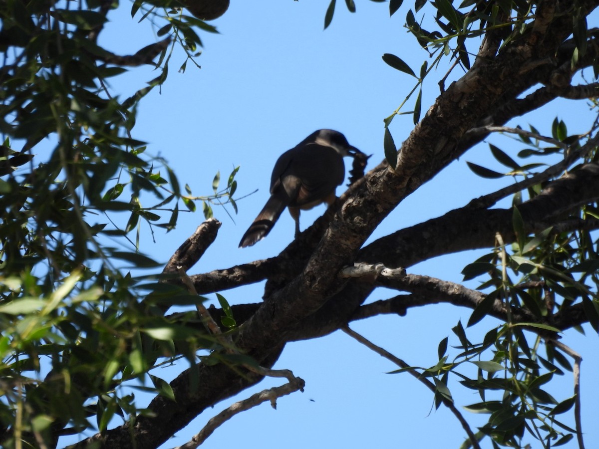 Кукліло бурий - ML646533749