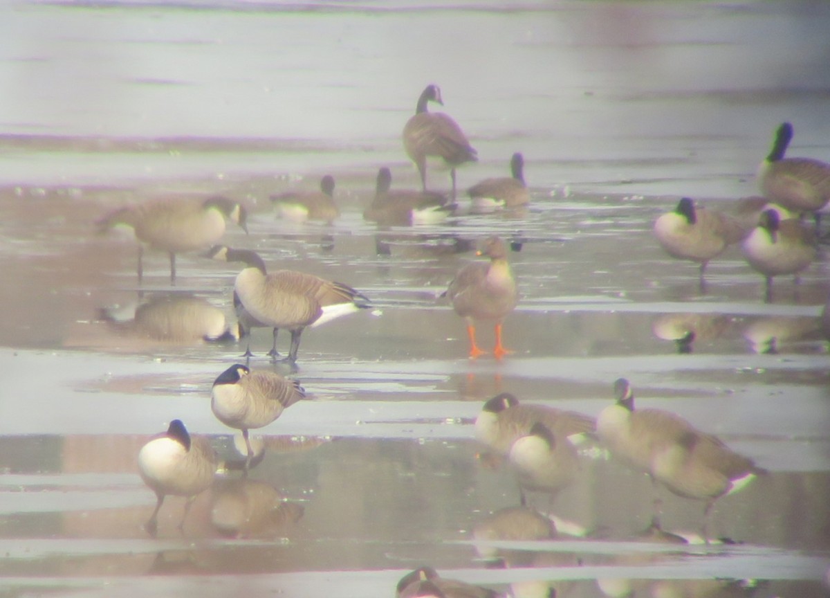 凍原豆雁 - ML646533751