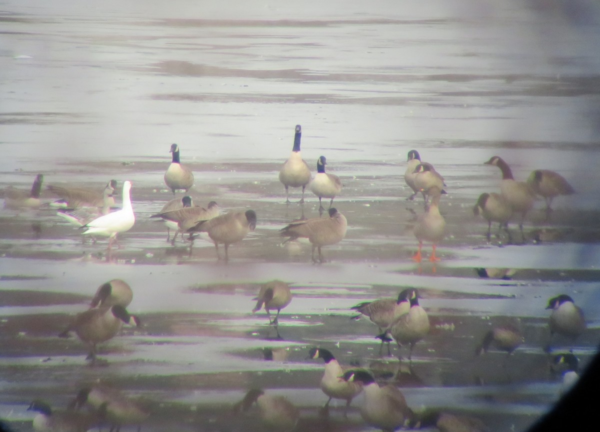 凍原豆雁 - ML646533752