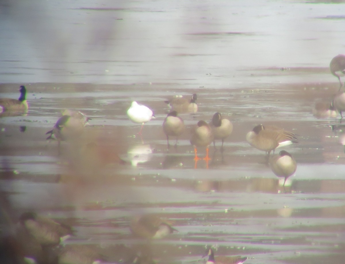 凍原豆雁 - ML646533753