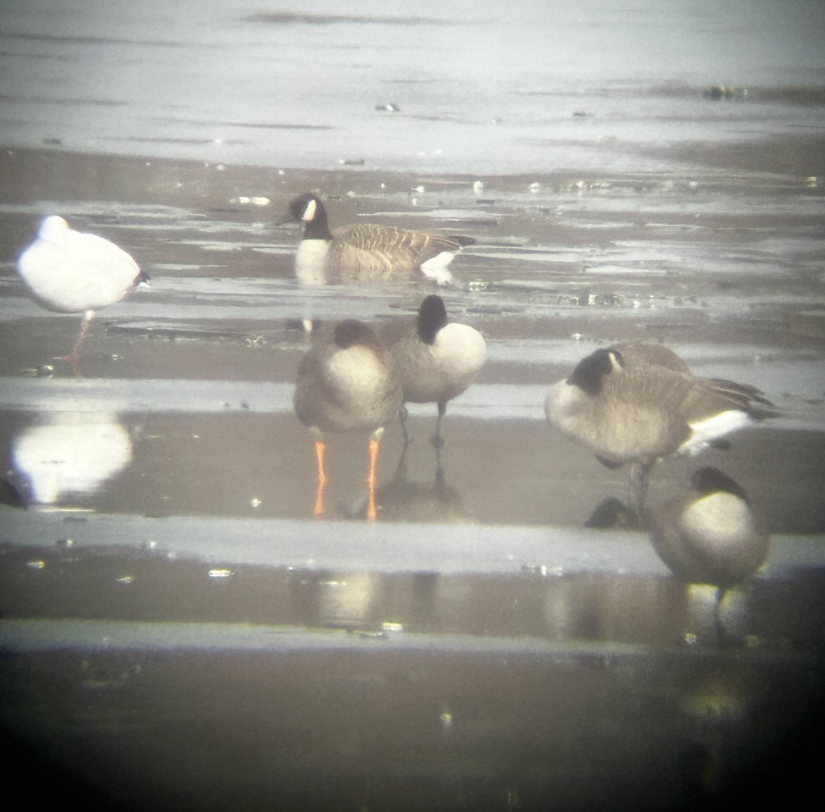 凍原豆雁 - ML646533754