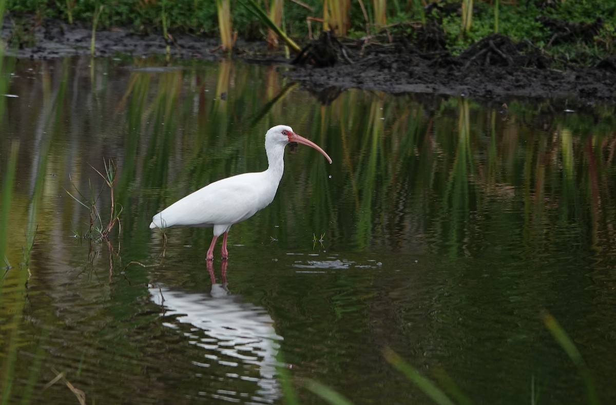 White Ibis - ML646533756