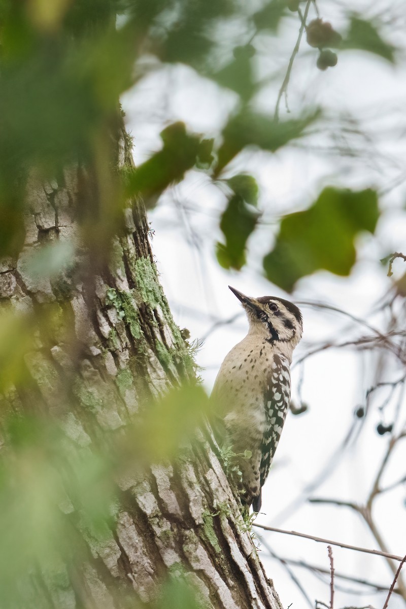 Texasspecht - ML646533758