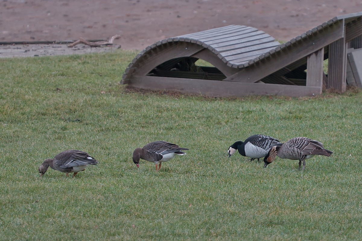 Greater White-fronted Goose - ML646533760