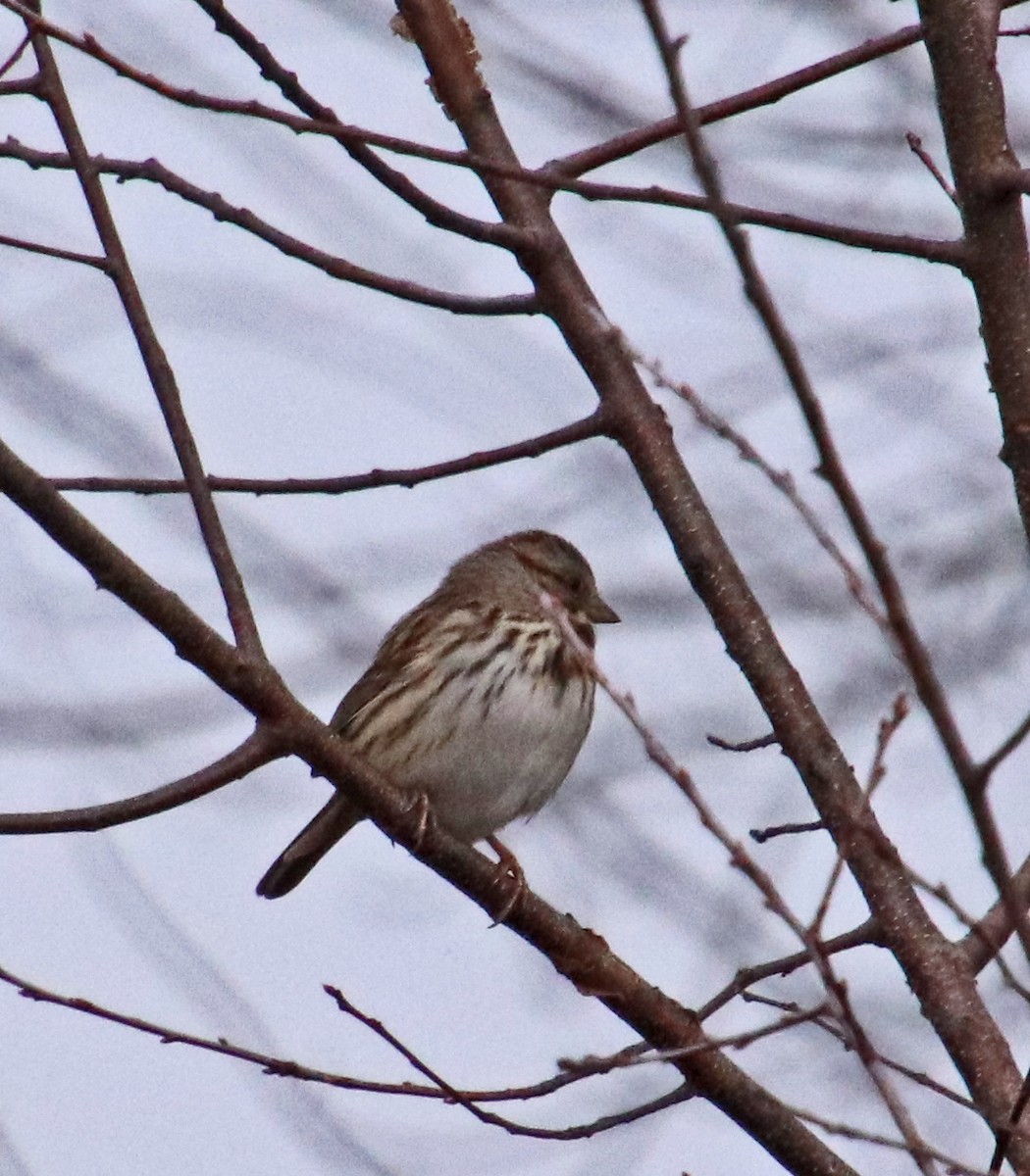 sangspurv - ML646533761