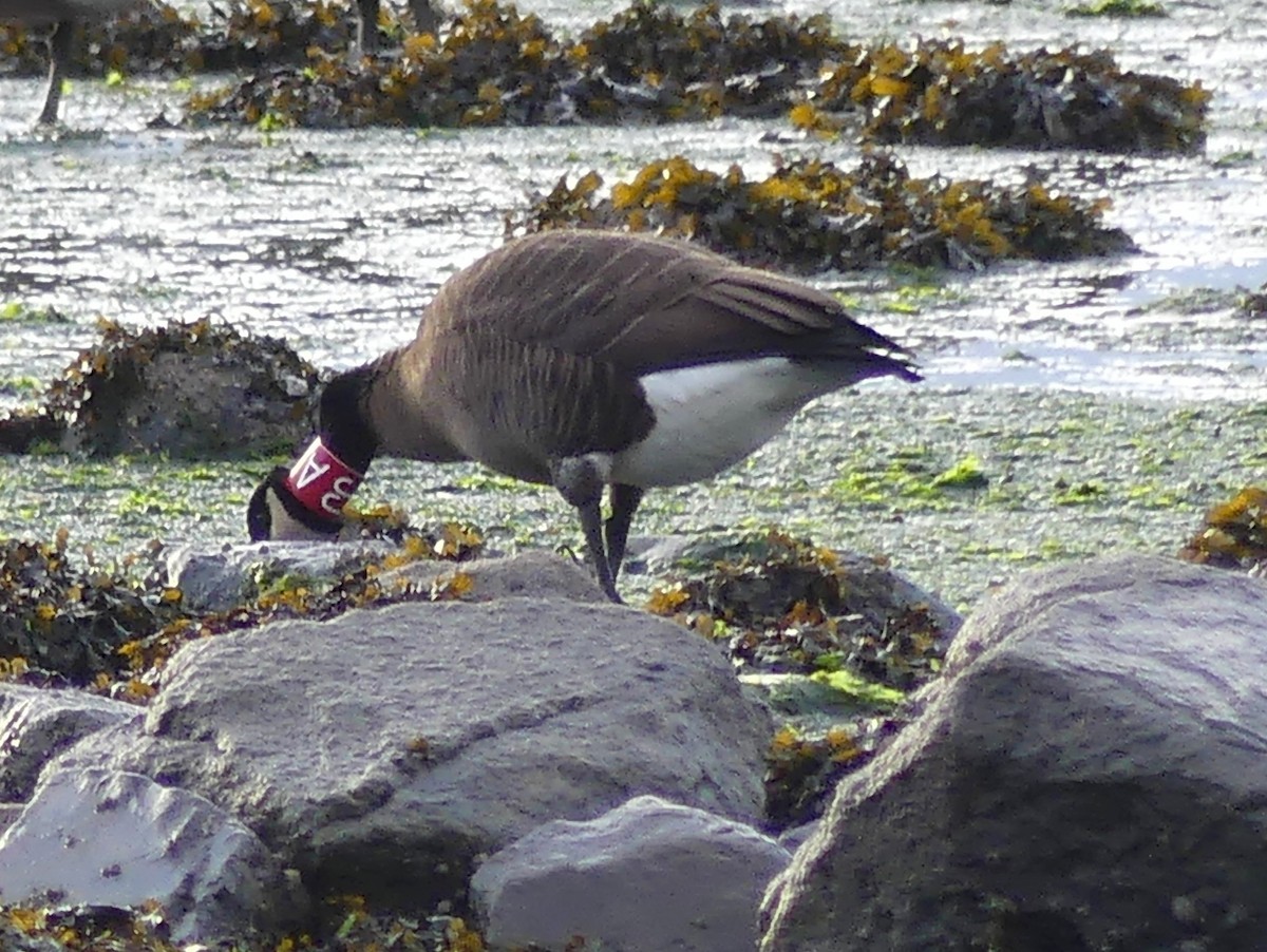 Canada Goose (occidentalis/fulva) - ML646533763