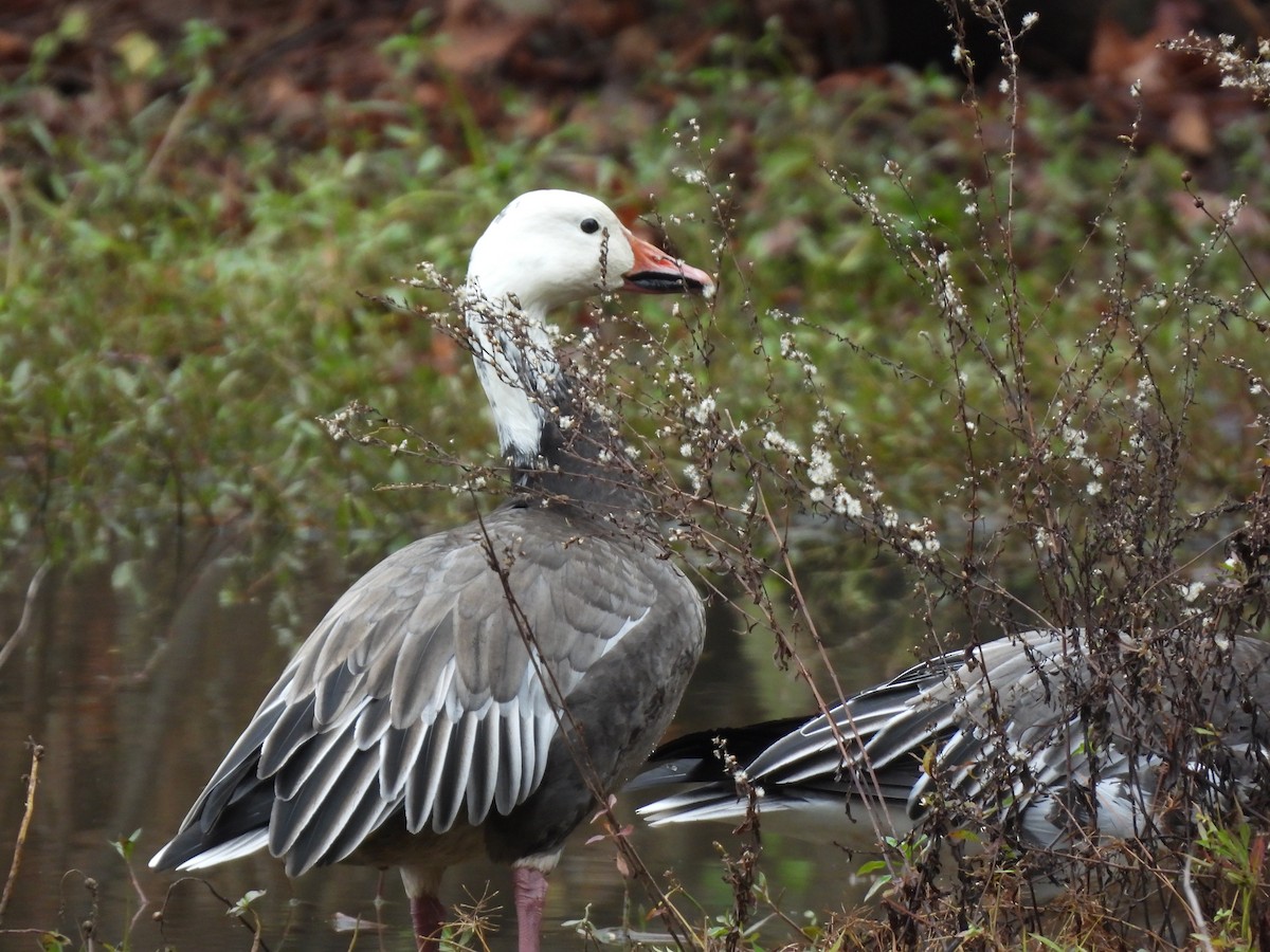 Snow Goose - ML646533772