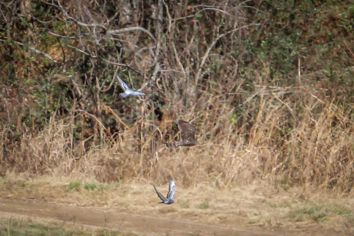 Cooper's Hawk - ML646533773
