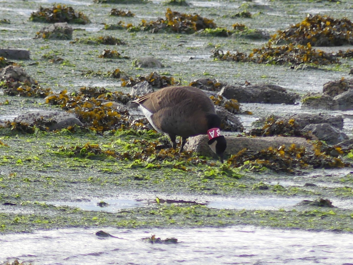 Canada Goose (occidentalis/fulva) - ML646533779