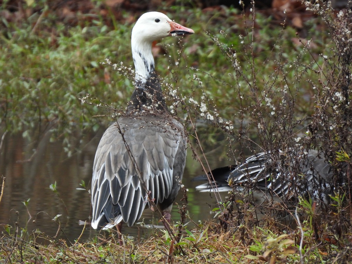 Snow Goose - ML646533783