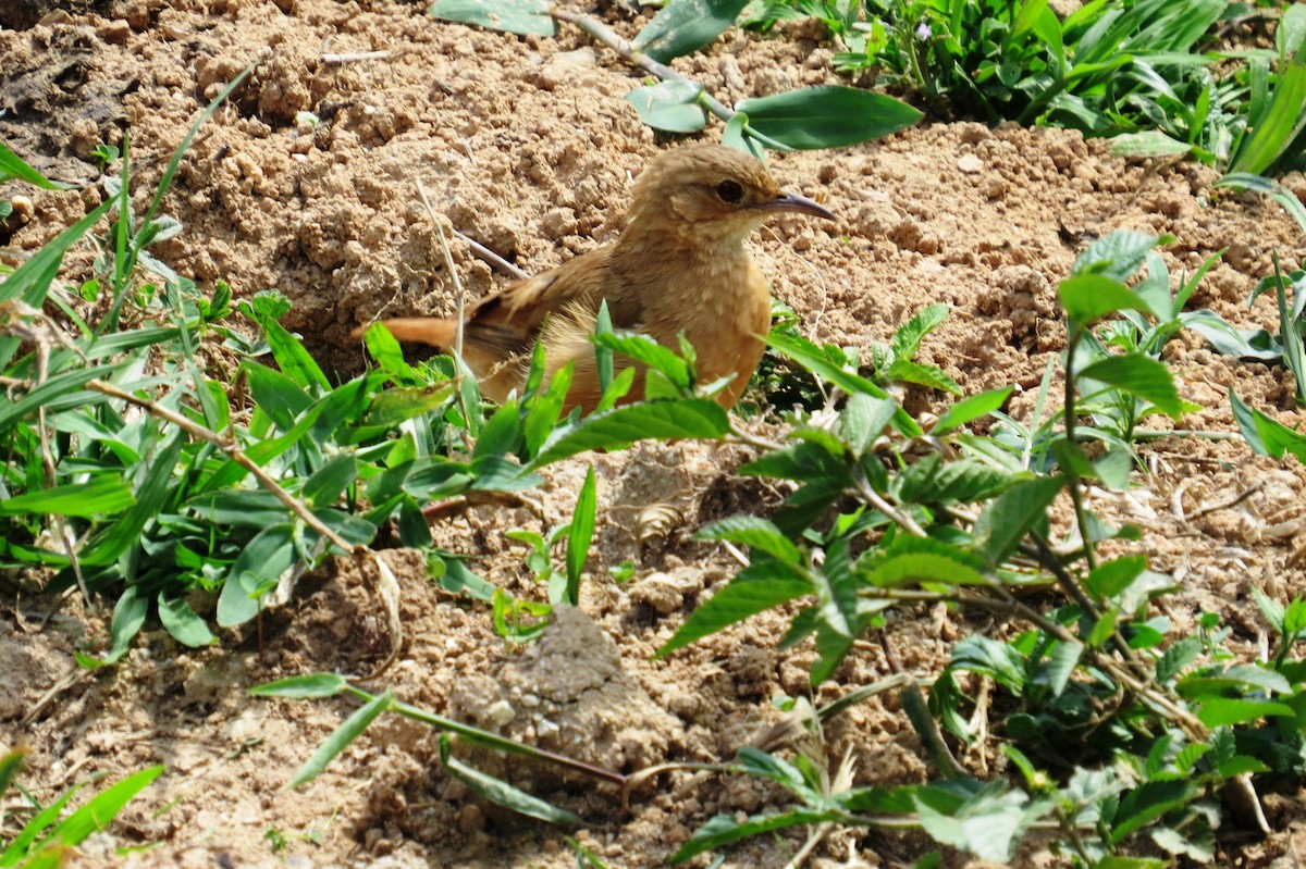 Рыжий печник - ML646533788