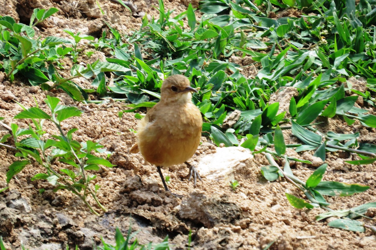 Рыжий печник - ML646533789