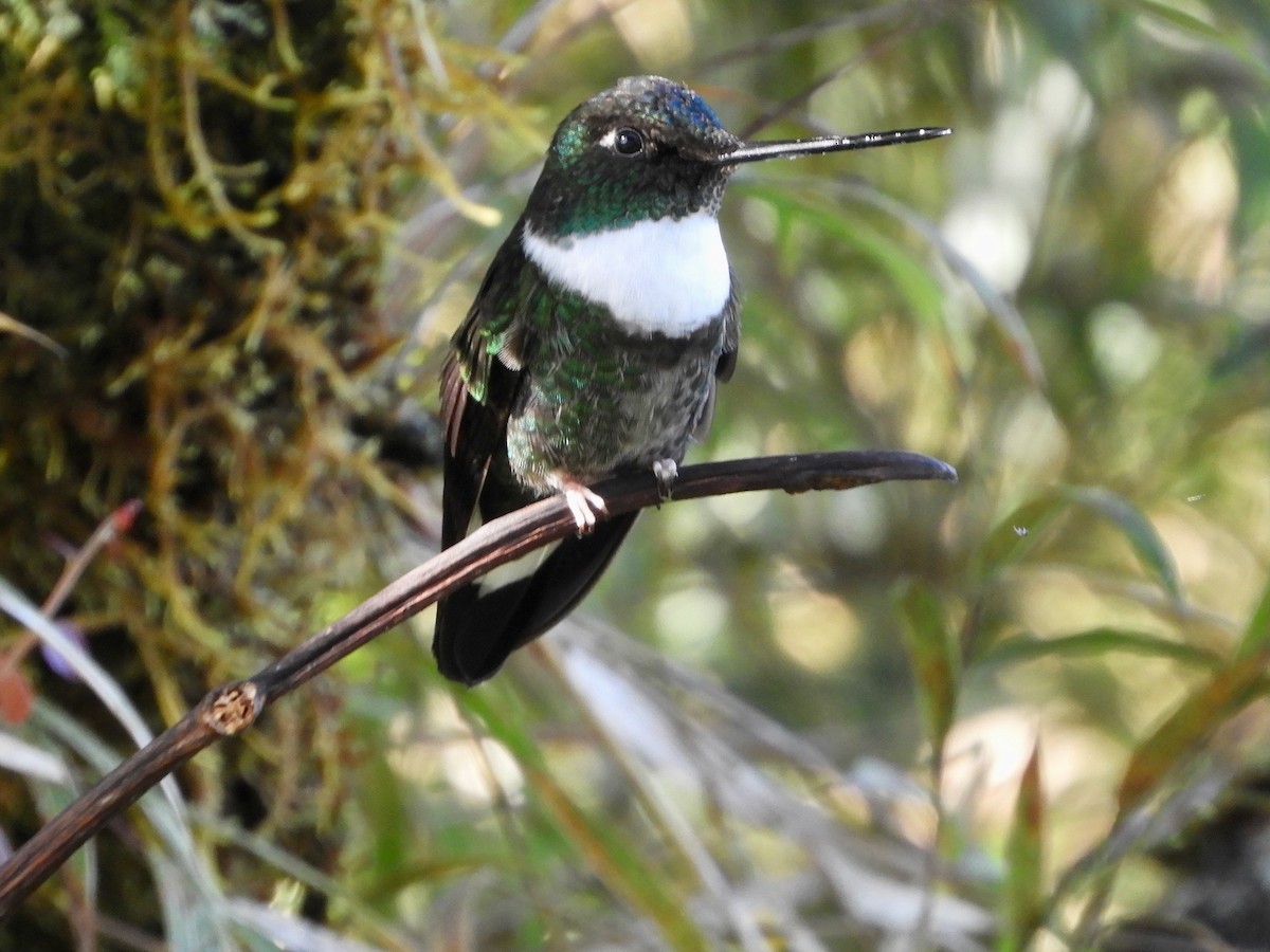 Collared Inca (Collared) - ML646533790