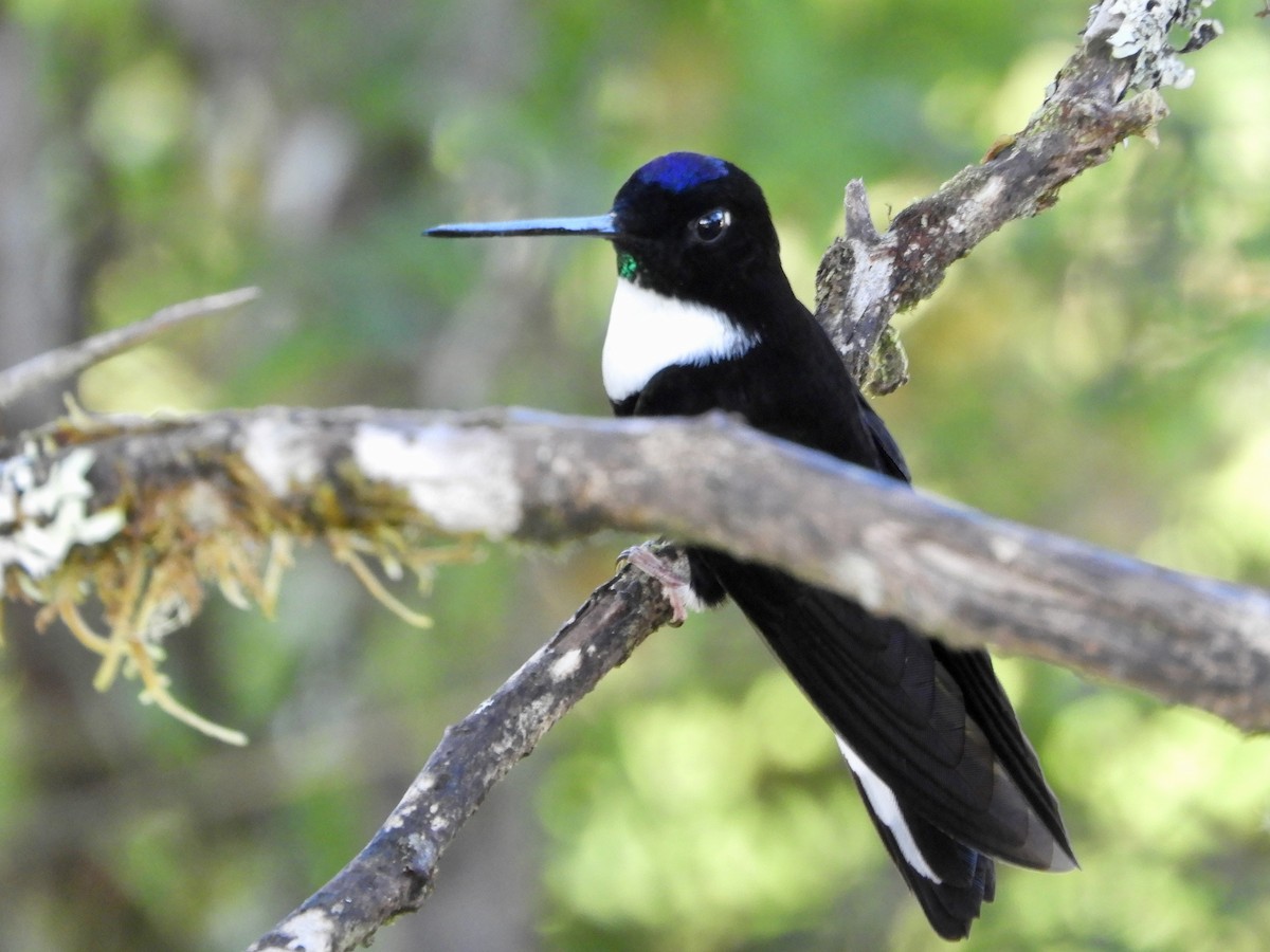 Collared Inca (Collared) - ML646533791